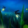 groovyfireflies